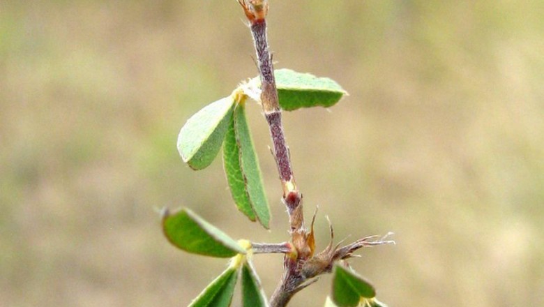 Cây Hàn the cây. Dicerma biarticulatum - Cây Thuốc Nam Quanh Ta